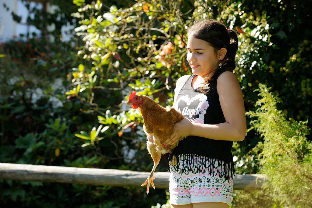 Tierfreundschaften Tiere Tiererlebnisse Schafe Katzen Hühner