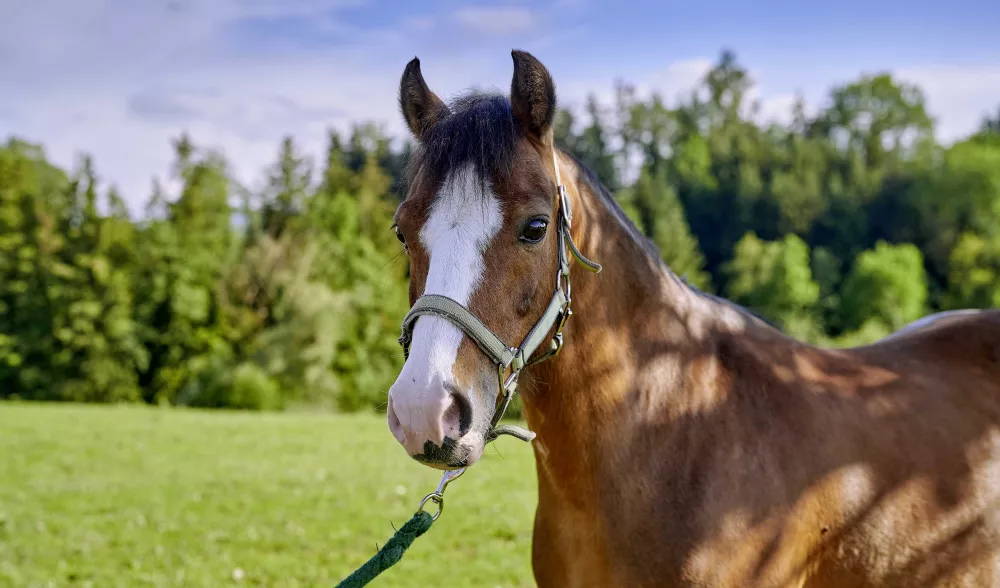 Thomahofurlaub Pferdeweide