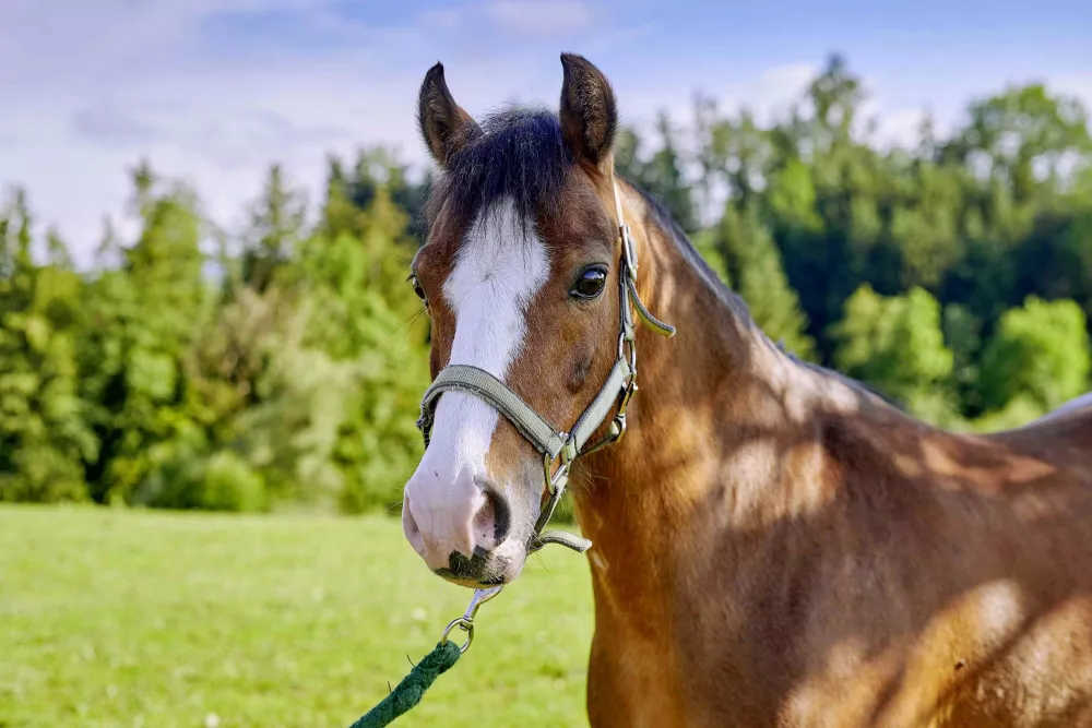 Thomahofurlaub Pferdeweide