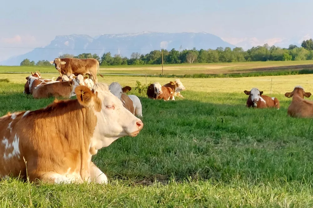 Milchviehbetrieb am Thomahof Fridolfing