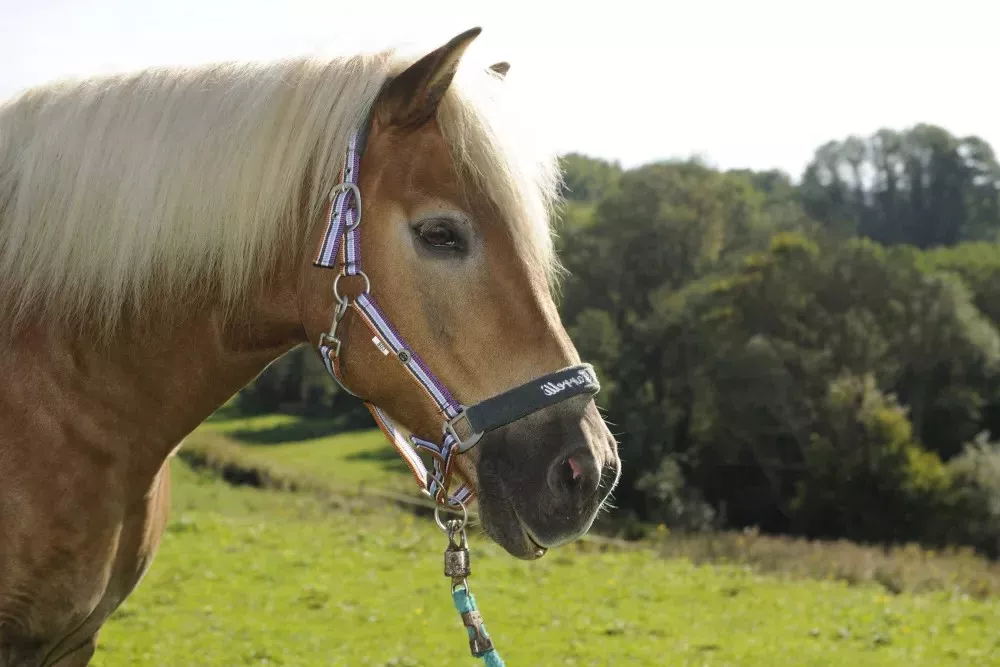 Thomahofurlaub Pferde