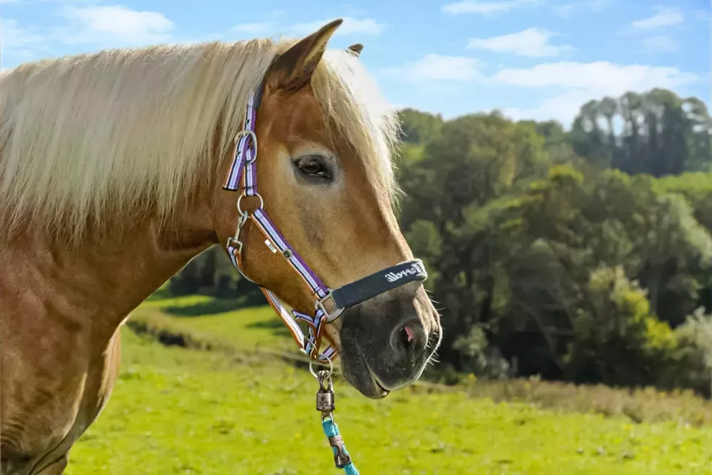 Thomahofurlaub Pferde