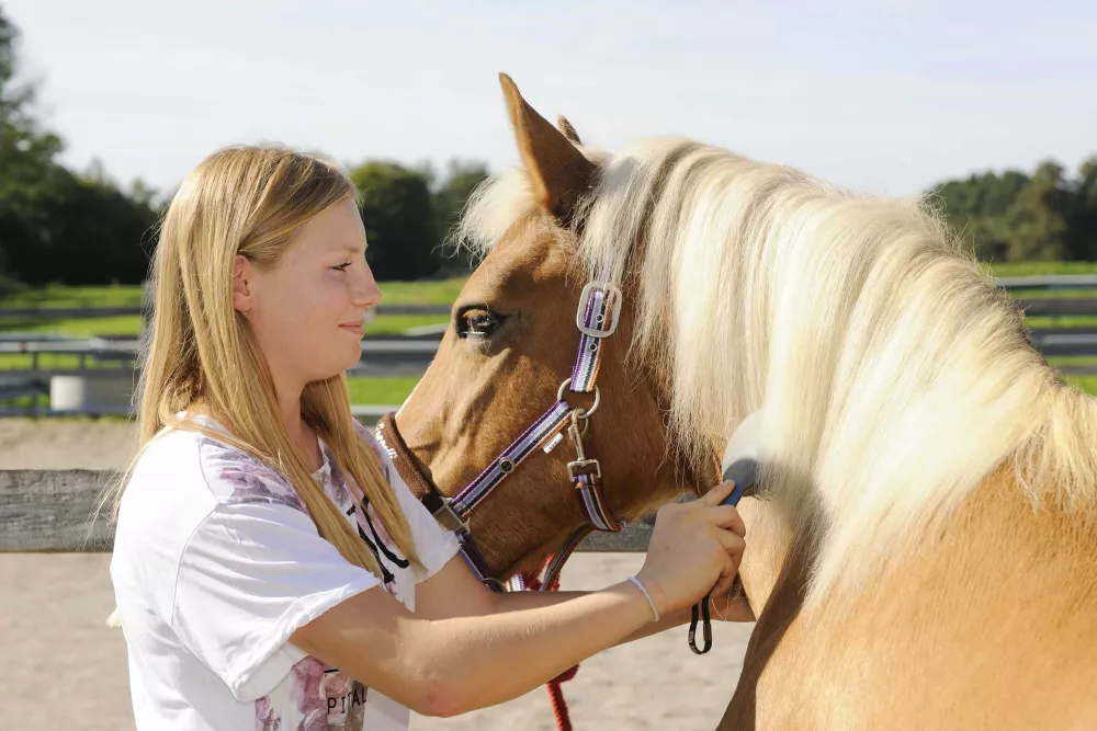 Bauernhoftiere Ponys und Pferde am Thomahof
