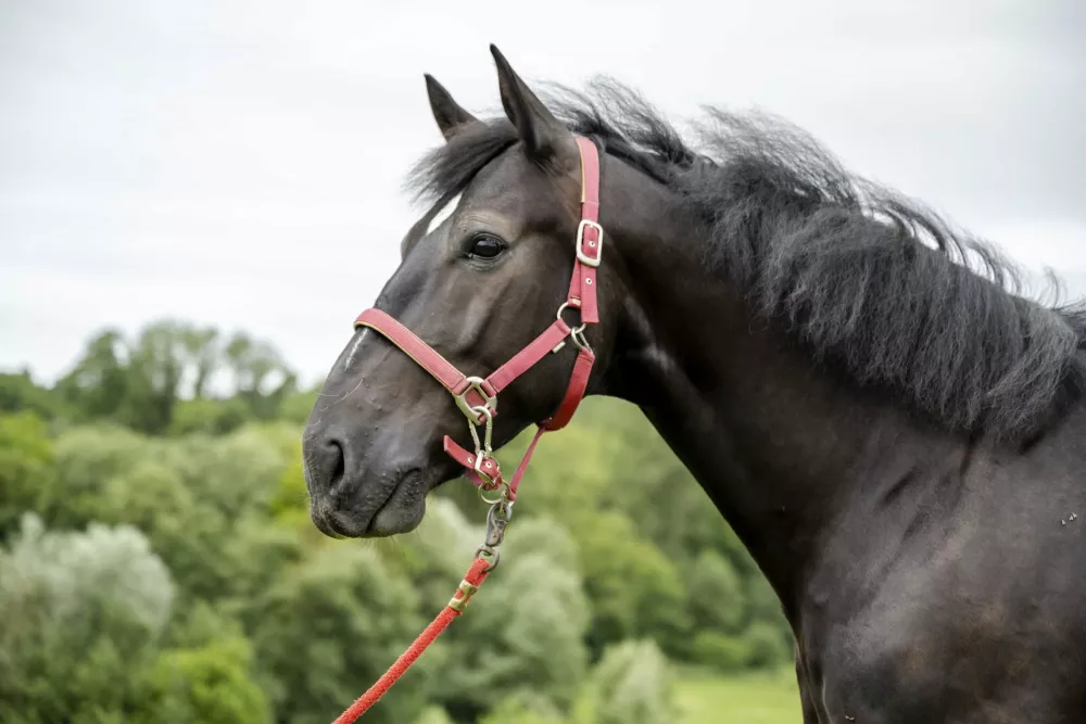 Thomahofurlaub Reitpferde