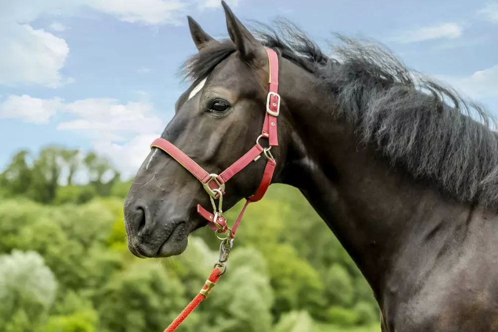 Thomahofurlaub Reitpferde