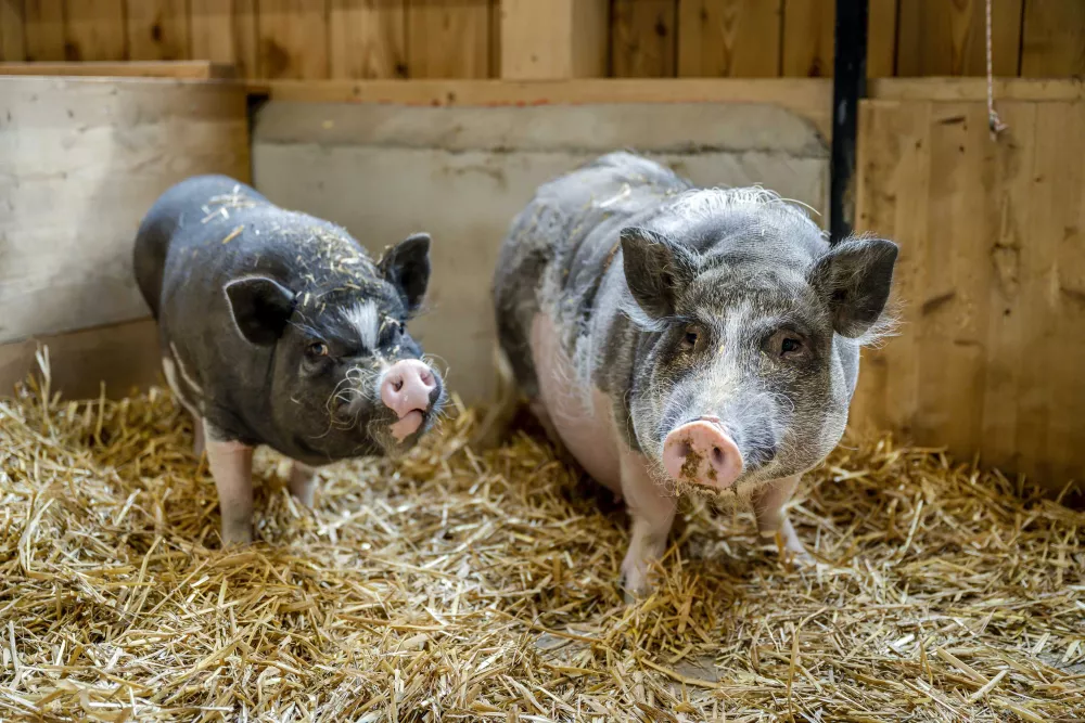 Schafe auf die Weide bringen