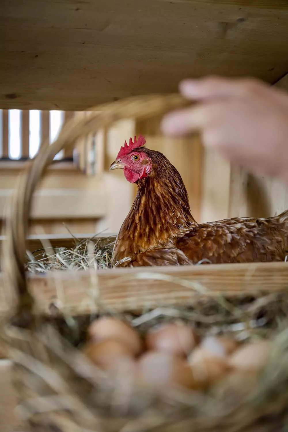 Eiersammeln Tiererlebnisse Thomahof