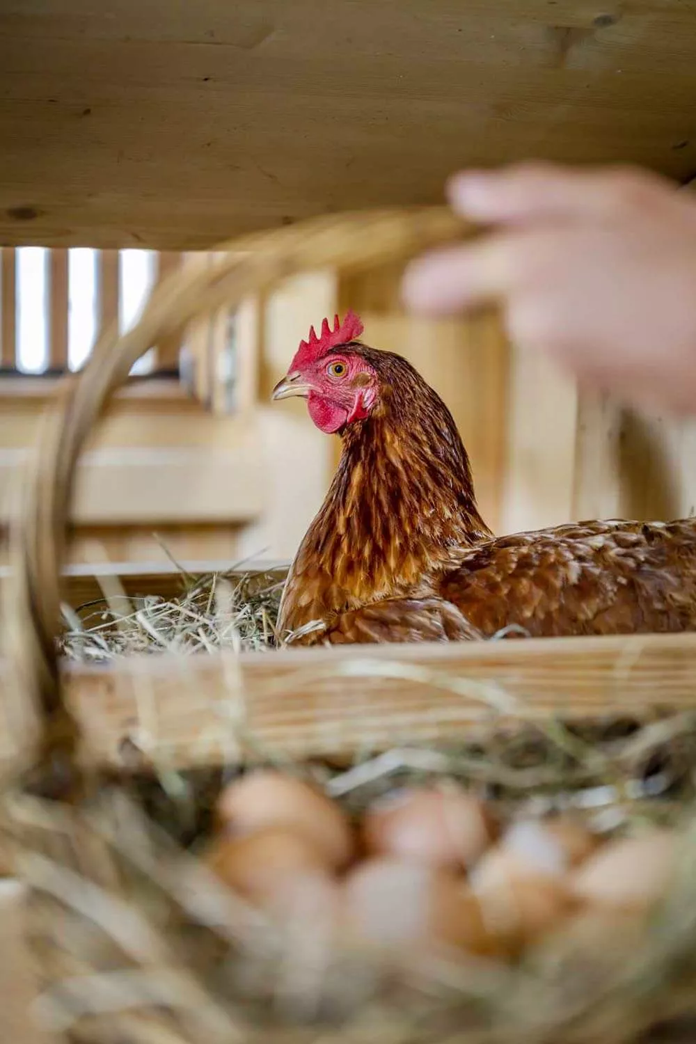 Eiersammeln Tiererlebnisse Thomahof