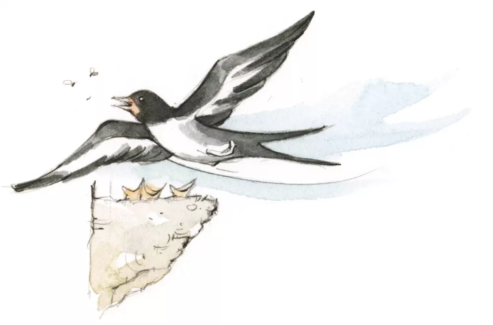 Luxus Ferienwohnung Schwalbennest