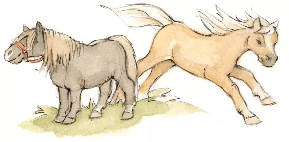 Ponys und Pferde aus der Nähe erleben