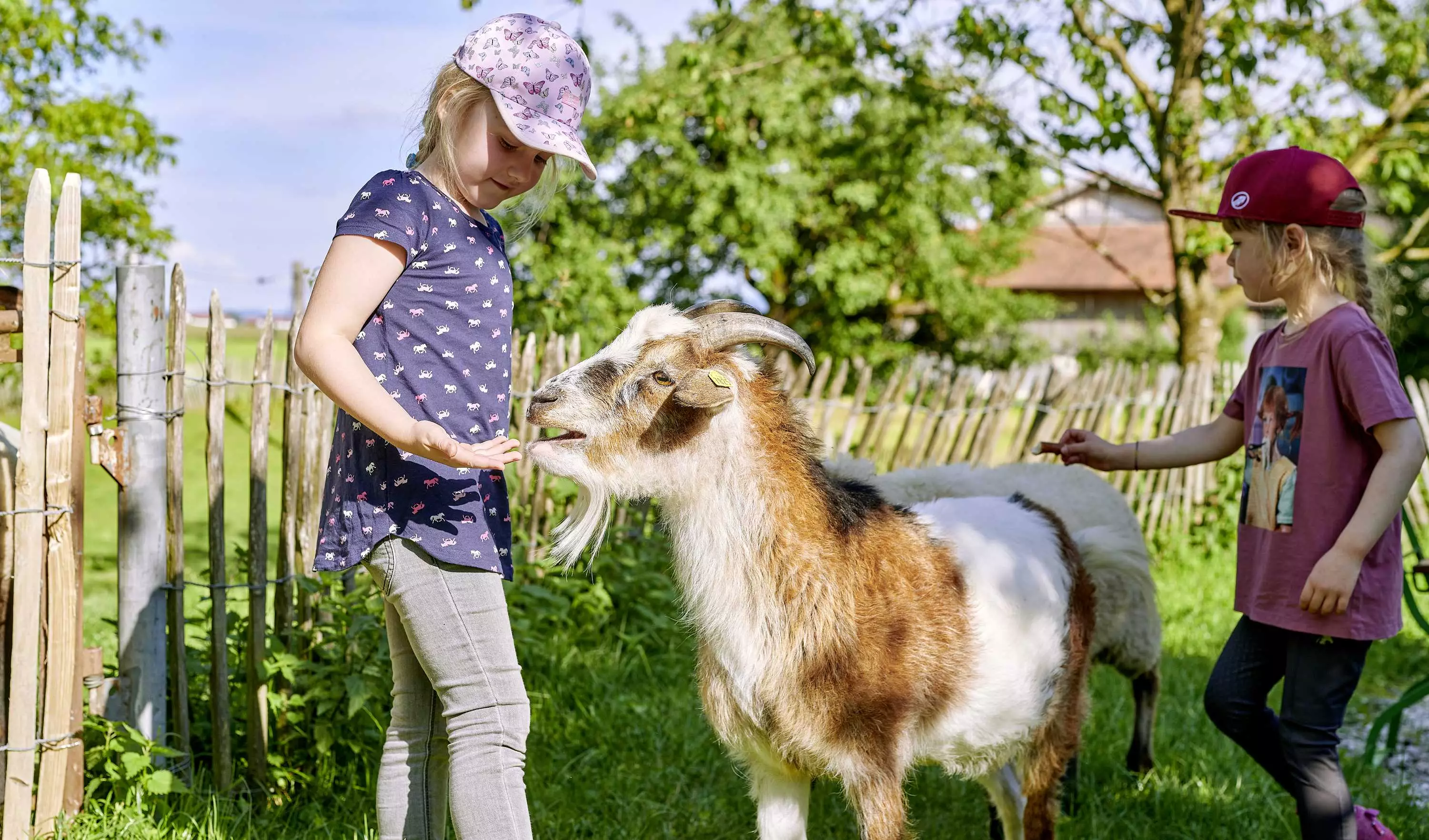 Tiererlebnisse für Kinder am Thomahof