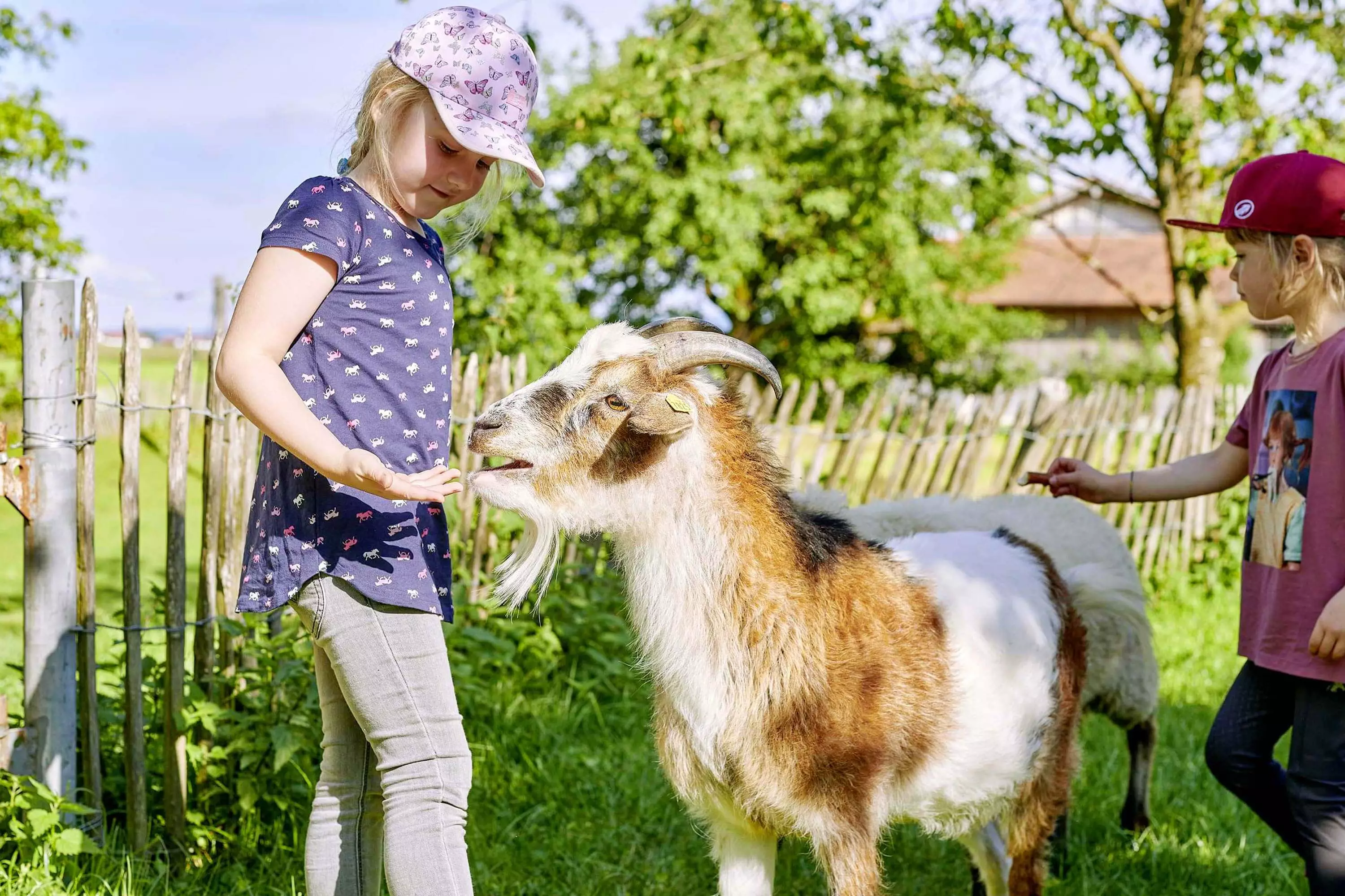 Tiererlebnisse für Kinder am Thomahof