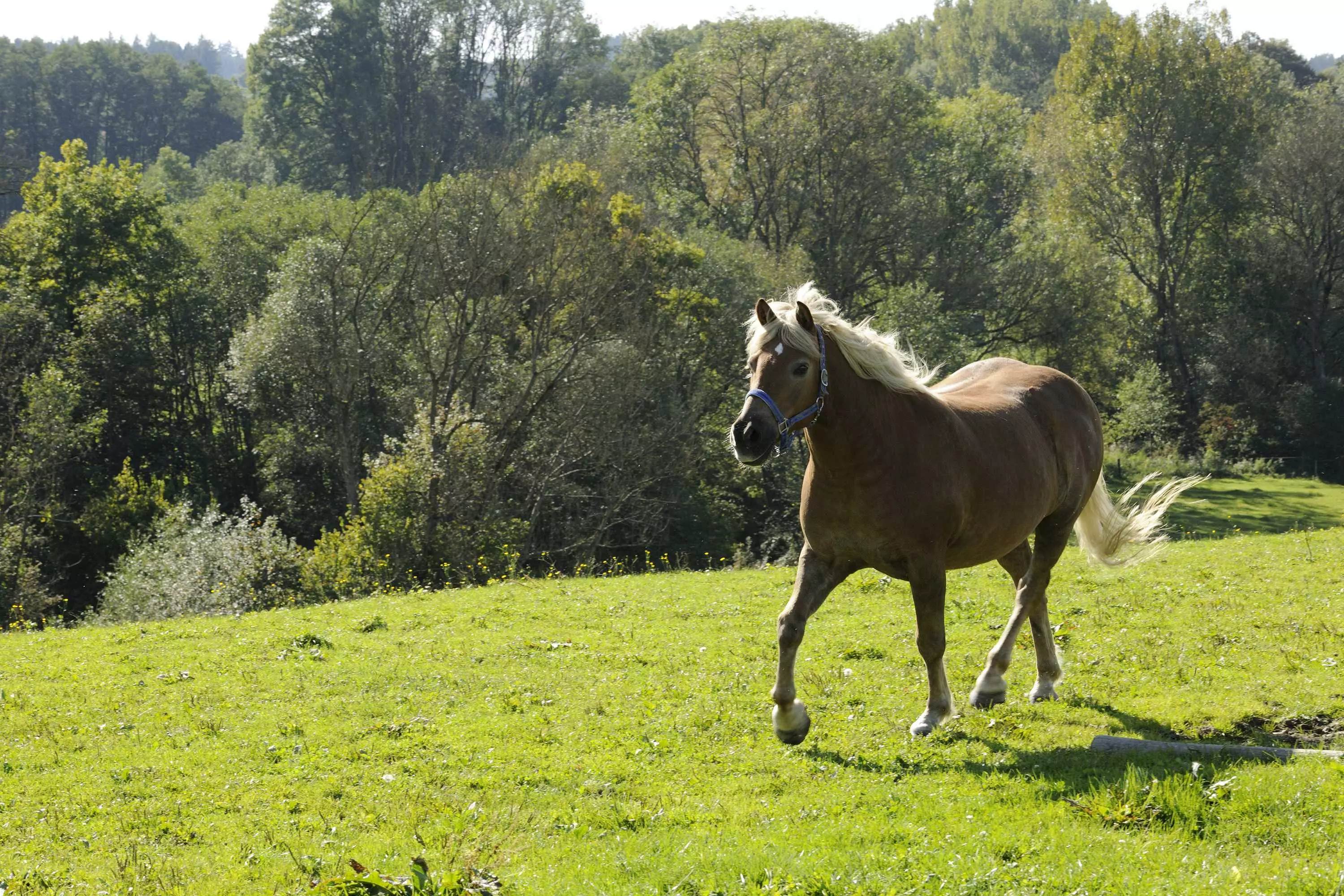 Natur pur genießen rund um den Thomahof Fridolfing