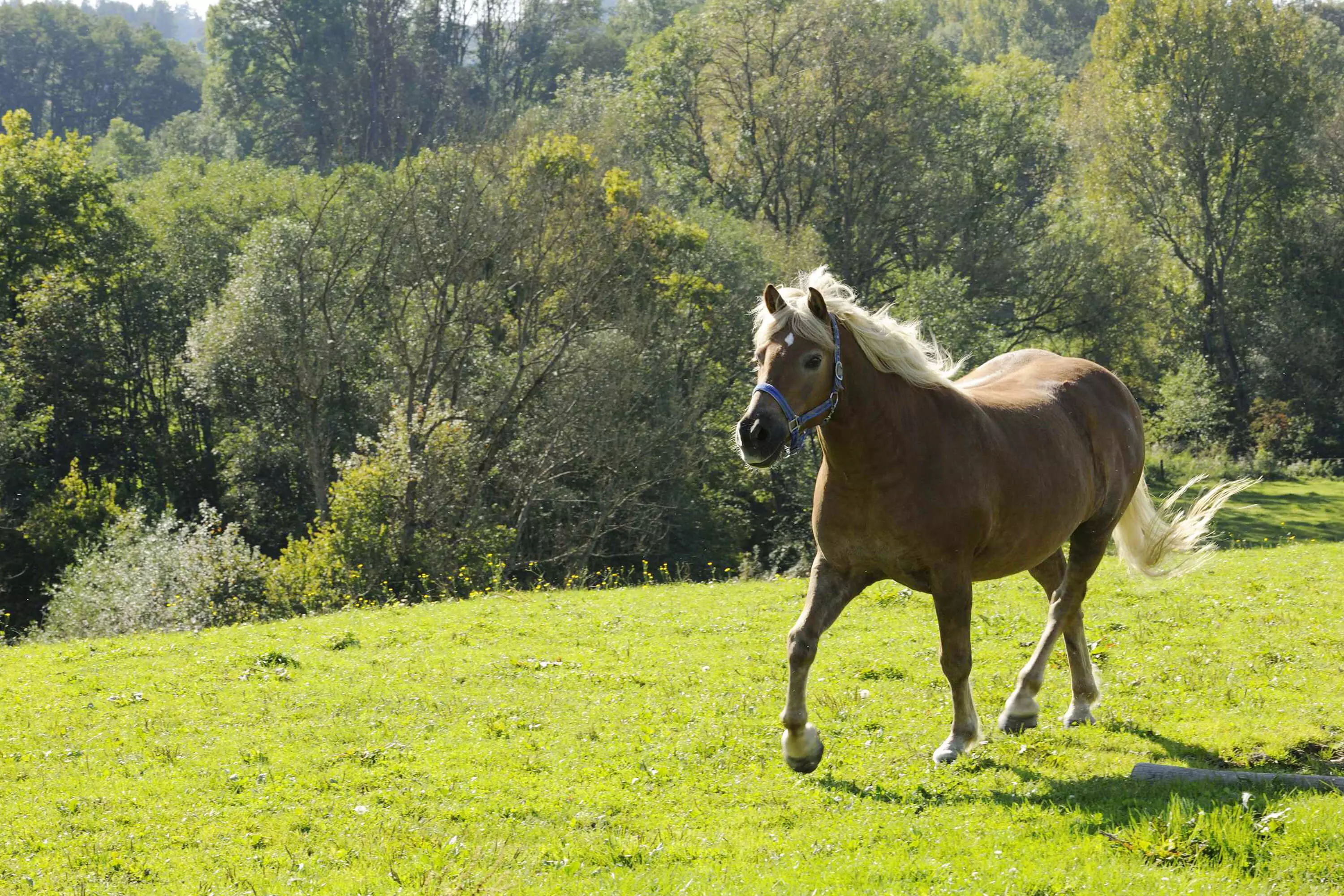 Natur pur genießen rund um den Thomahof Fridolfing