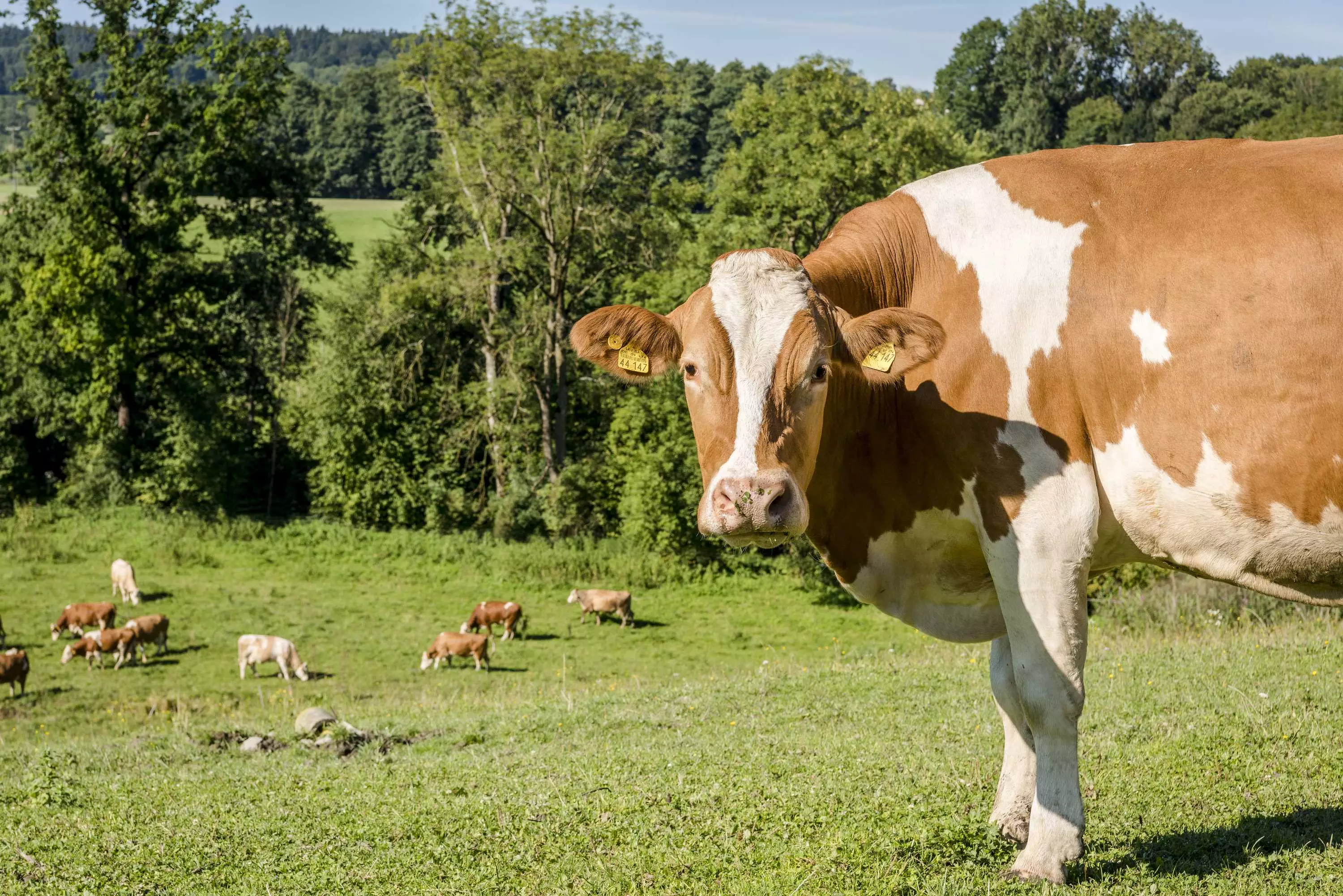 Bauernhof erleben am Thomahof