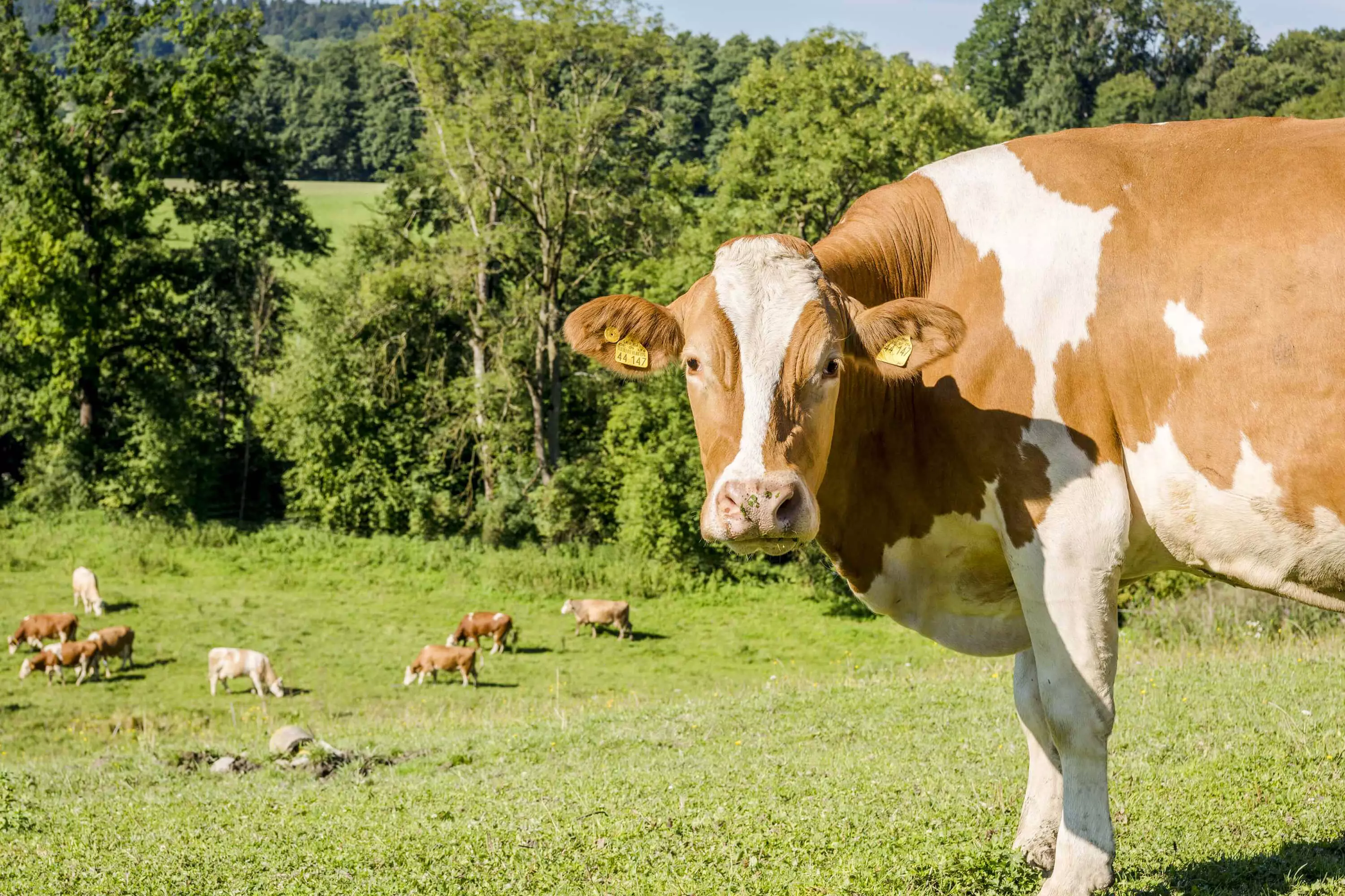 Bauernhof erleben am Thomahof