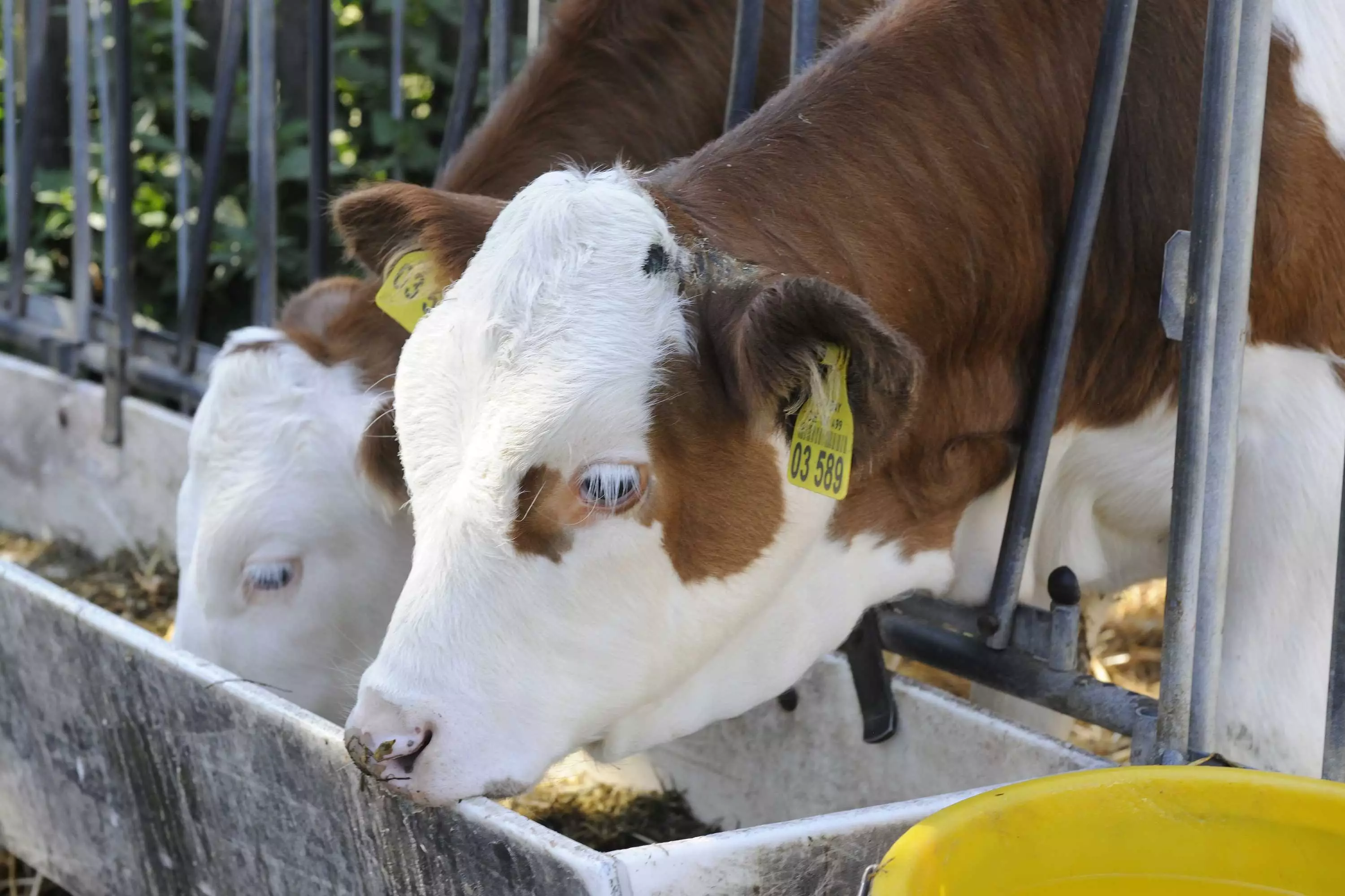 Bauernhofurlaub für die ganze Familie am Thomahof