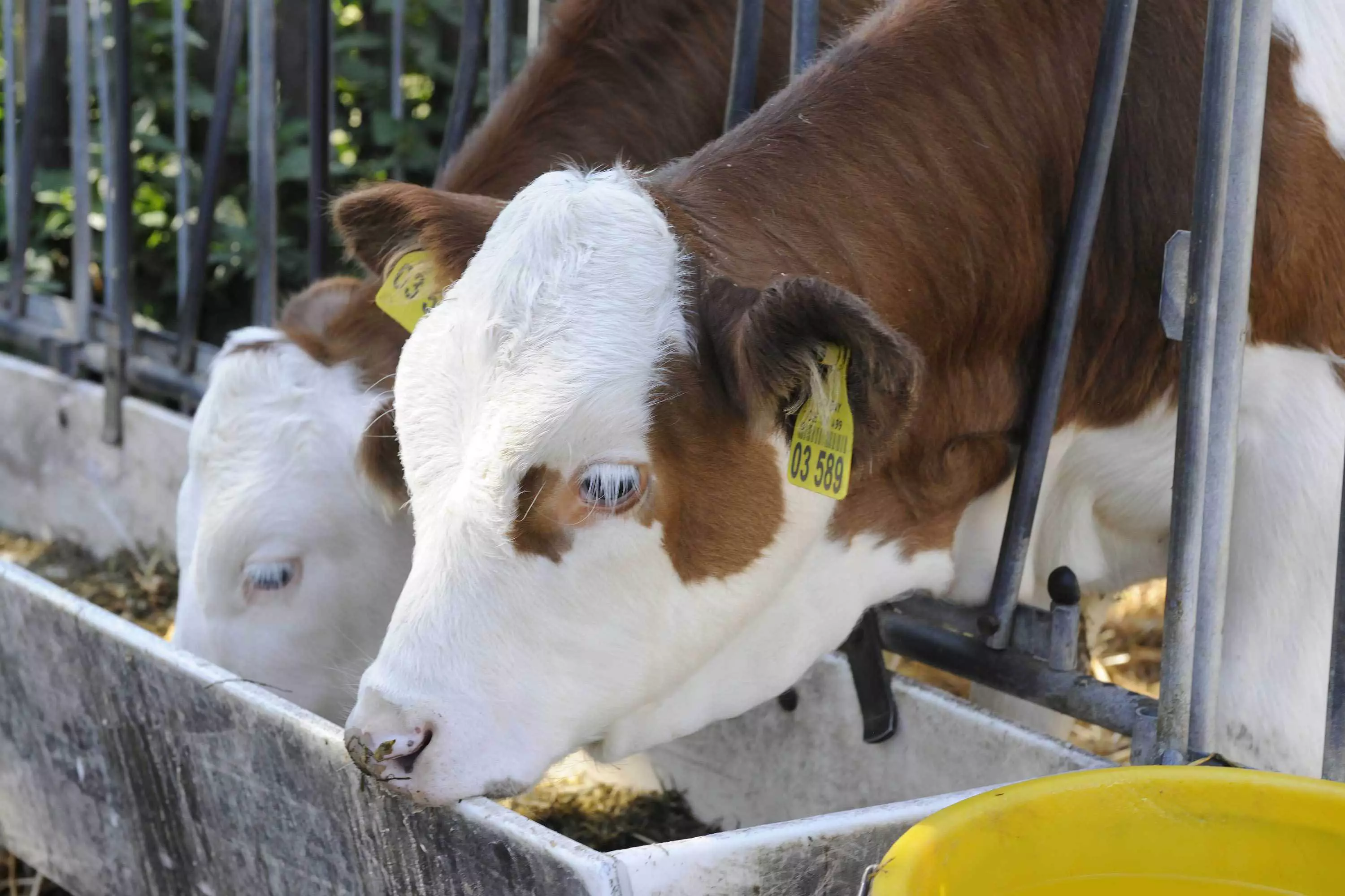 Bauernhofurlaub für die ganze Familie am Thomahof