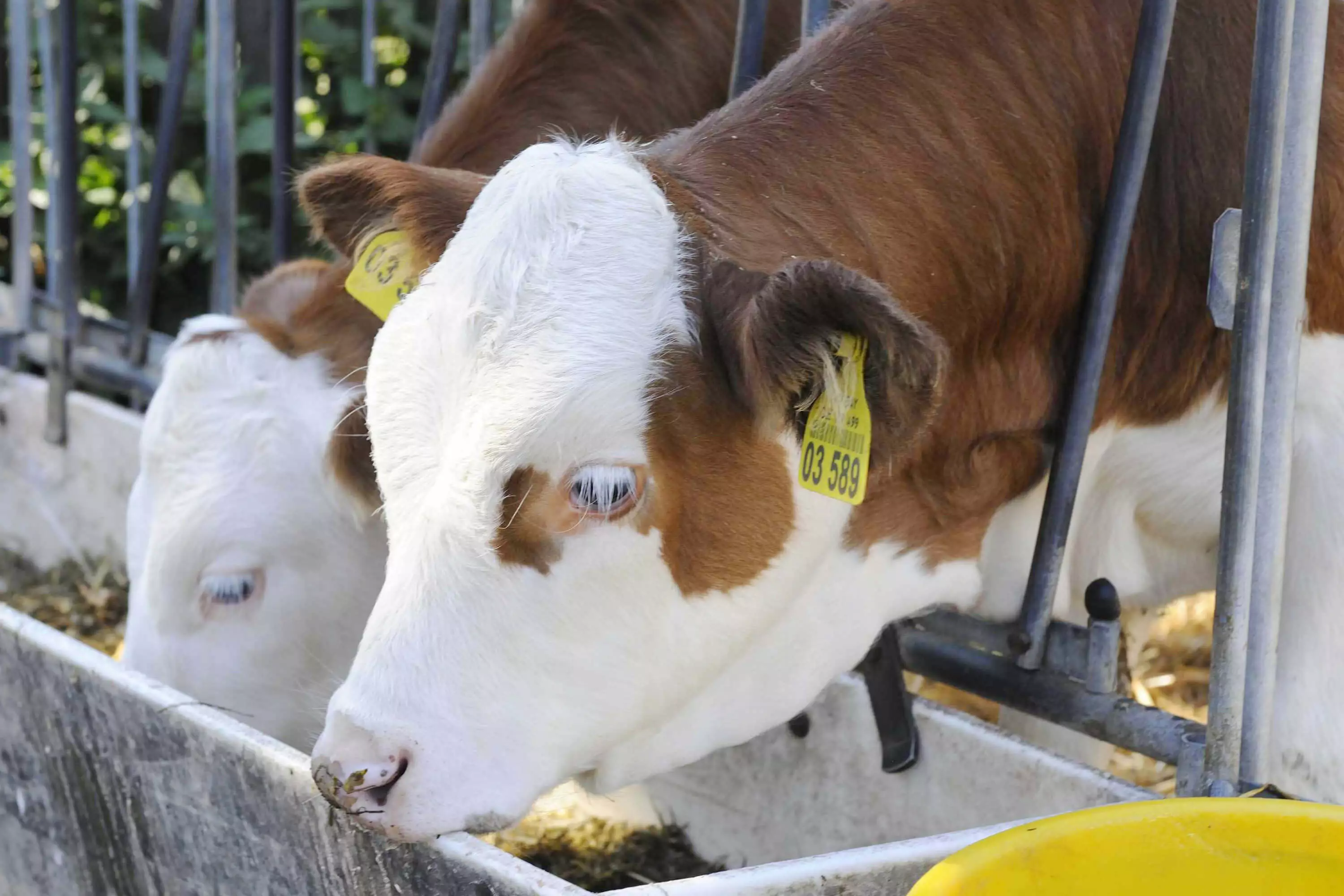 Bauernhofurlaub für die ganze Familie am Thomahof
