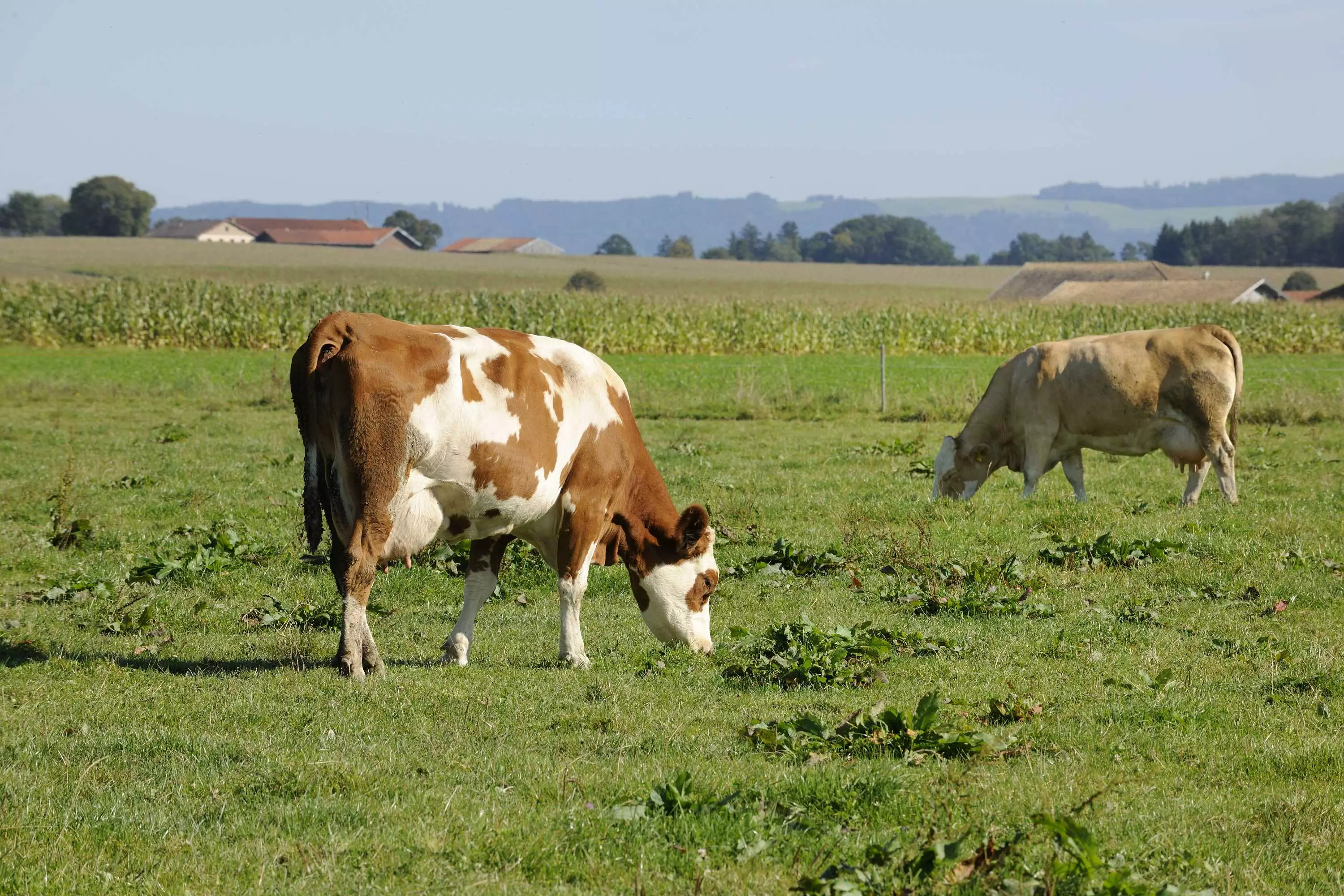 Kühe auf der Weide am Thomahof