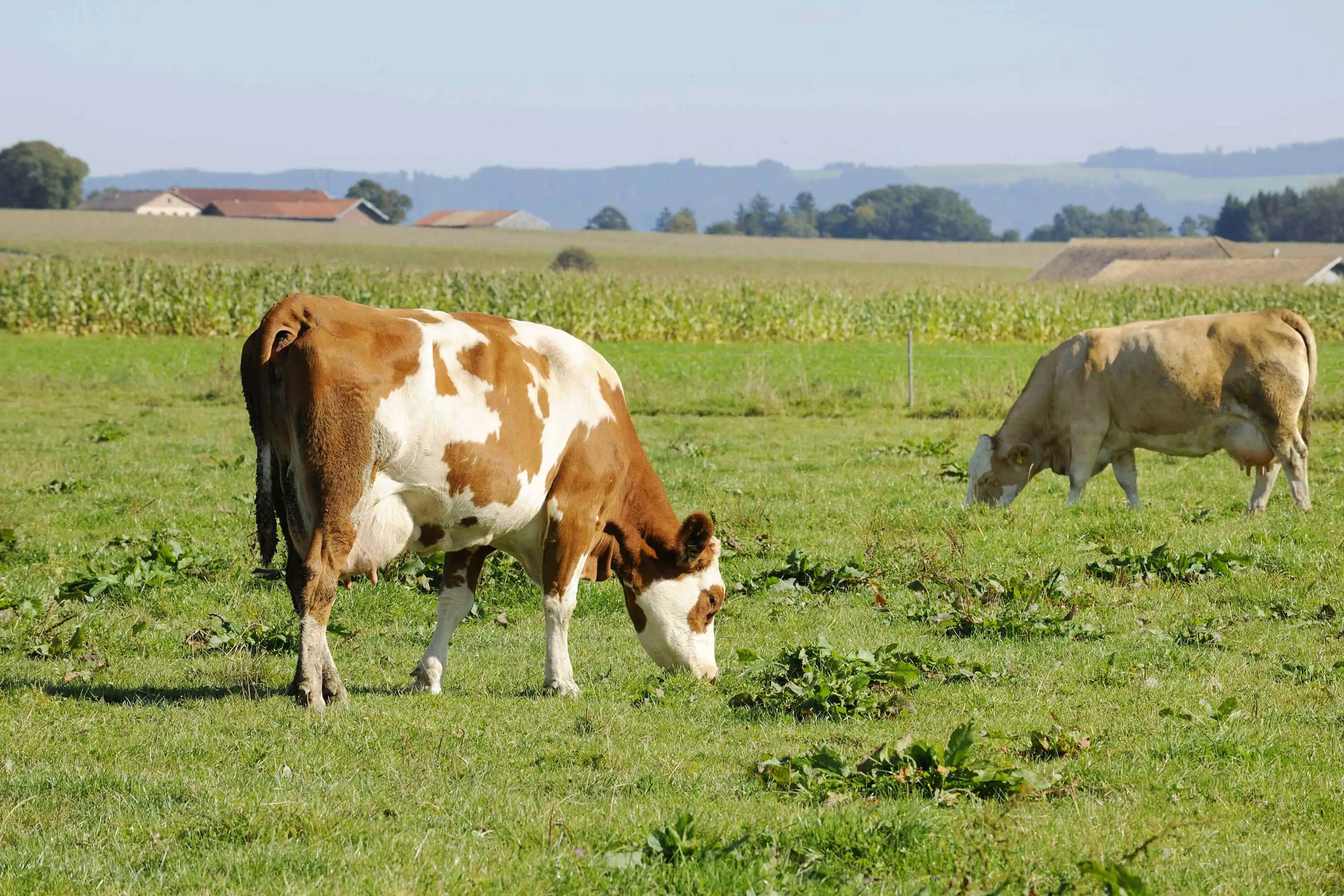 Kühe auf der Weide am Thomahof