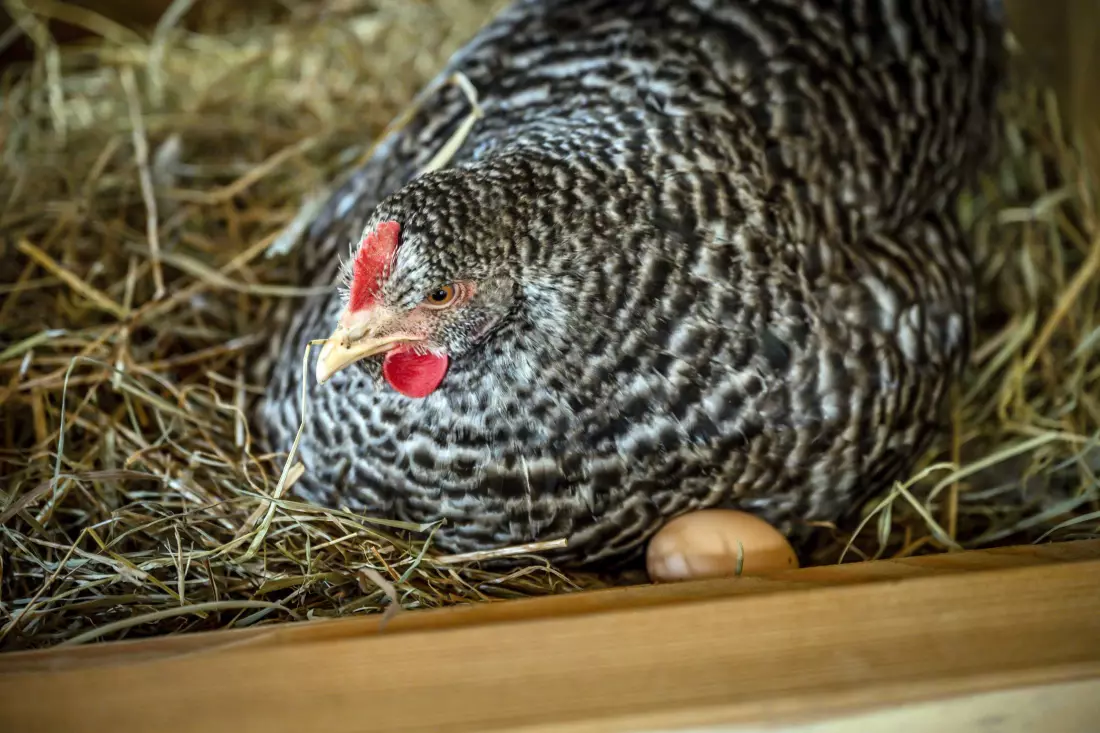 Thomahof Urlaub auf dem Bauernhof