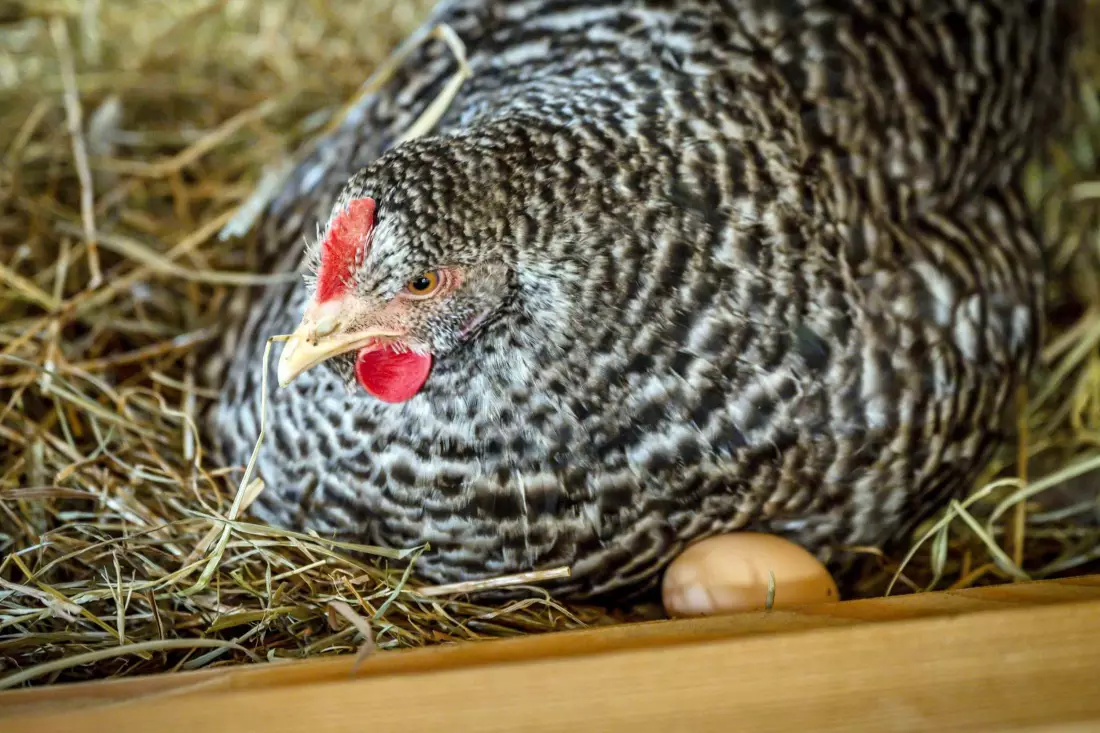 Thomahof Urlaub auf dem Bauernhof