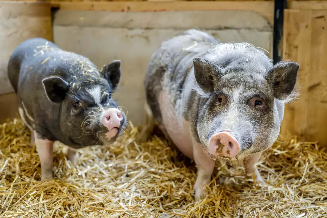Thomahof Urlaub auf dem Bauernhof