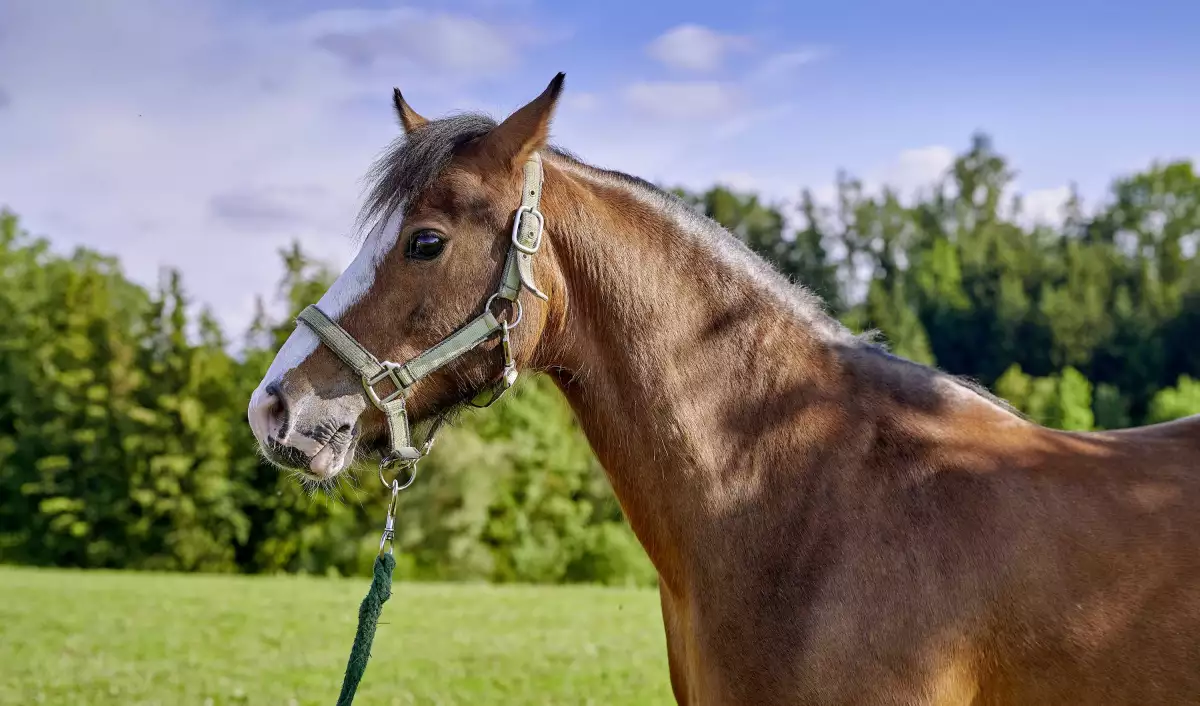 Thomahof Urlaub auf dem Bauernhof