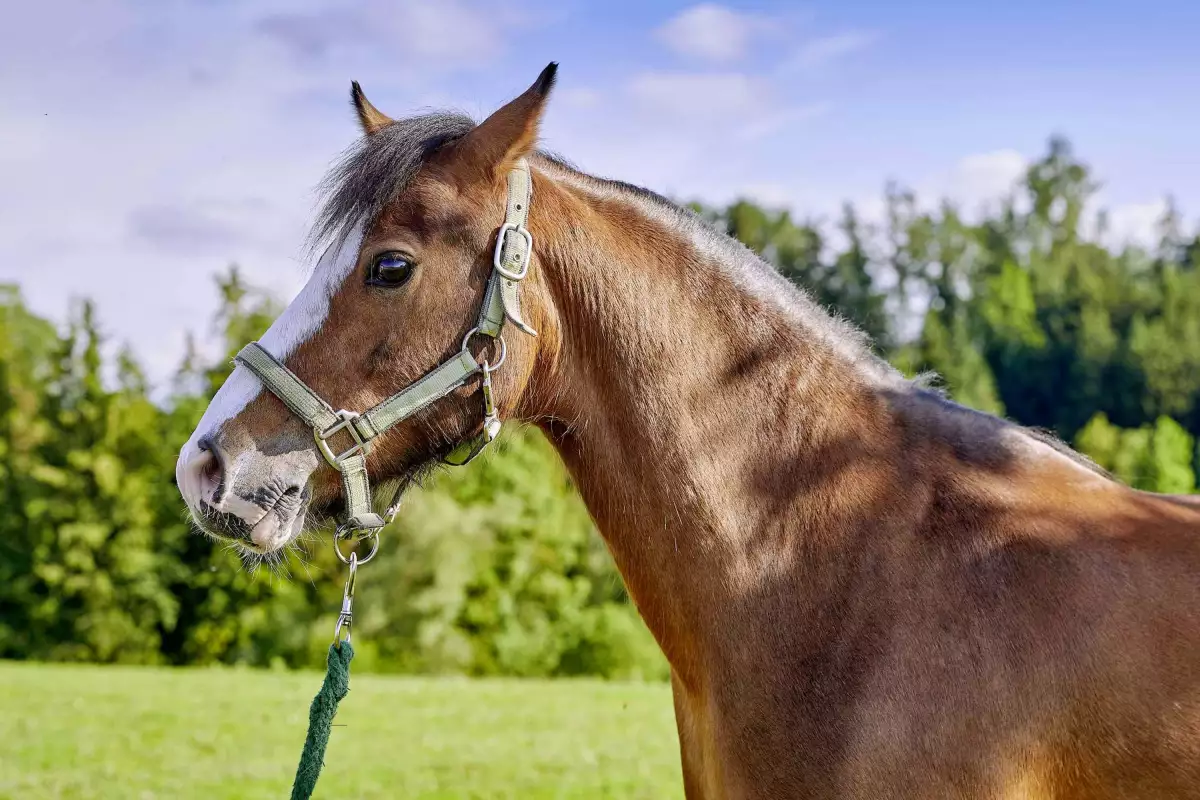 Thomahof Urlaub auf dem Bauernhof