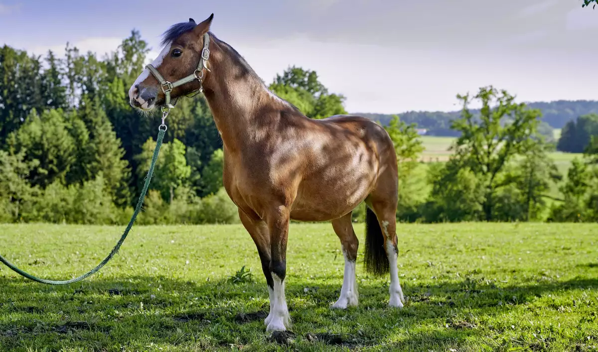 Thomahof Urlaub auf dem Bauernhof