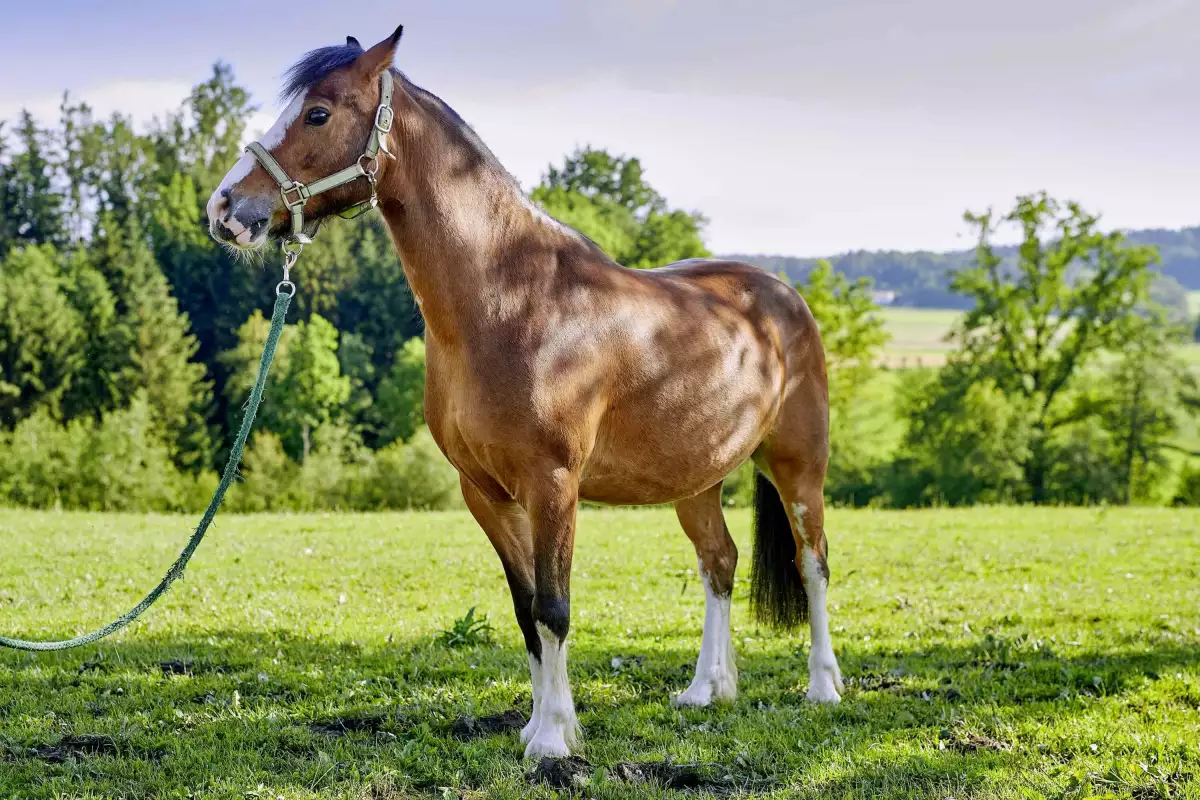 Thomahof Urlaub auf dem Bauernhof
