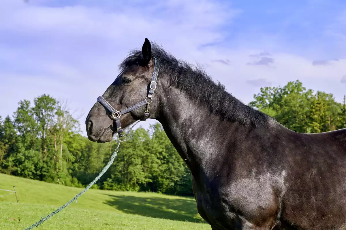 Thomahof Urlaub auf dem Bauernhof