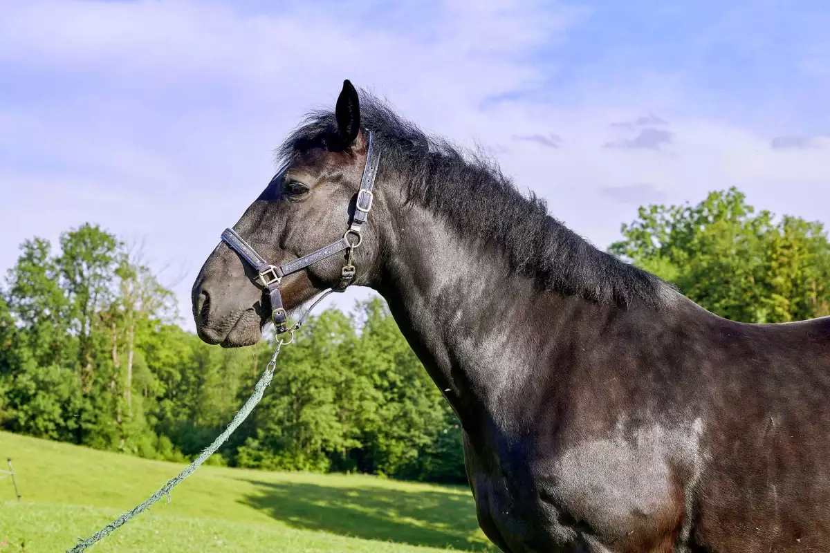 Thomahof Urlaub auf dem Bauernhof