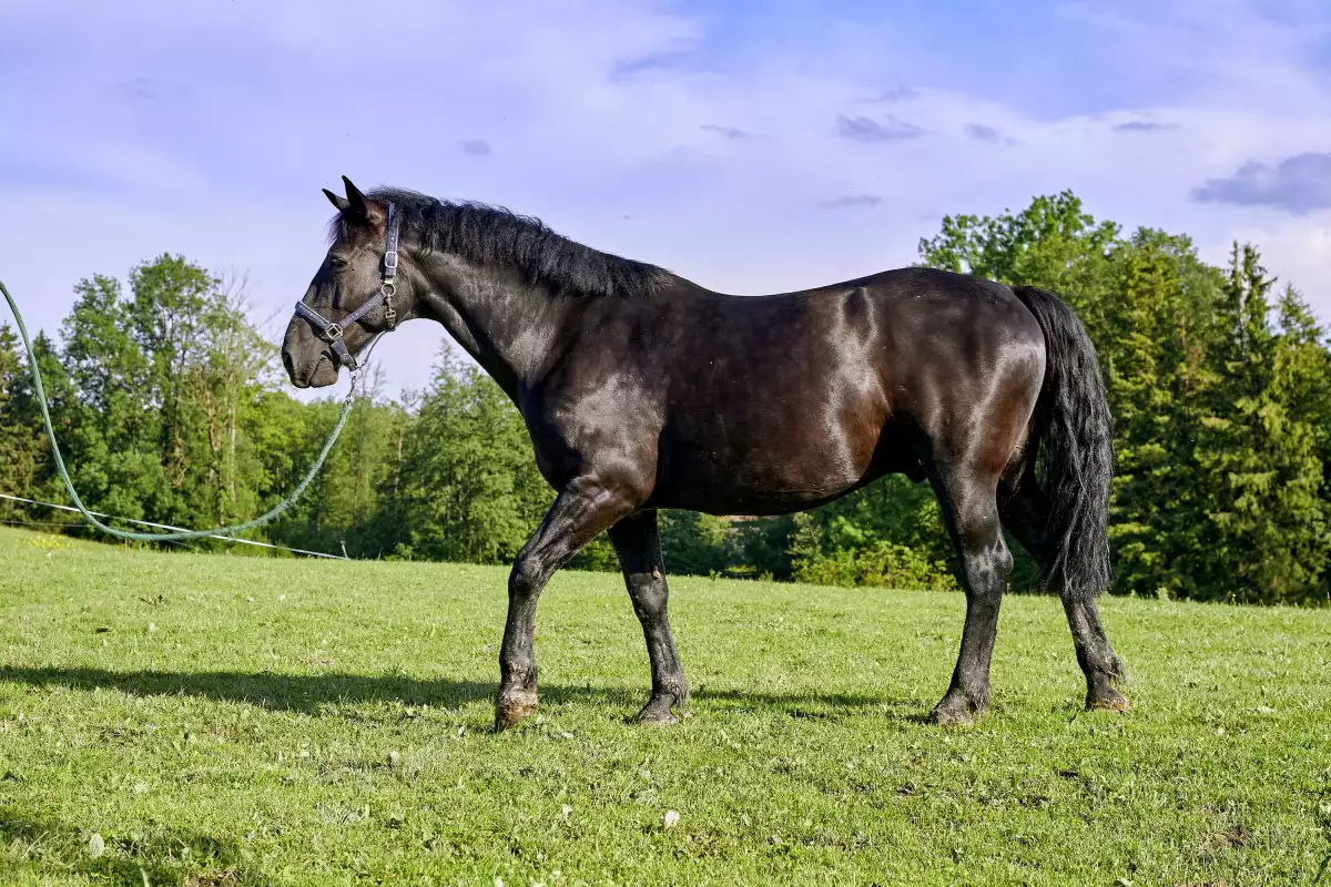 Thomahof Urlaub auf dem Bauernhof