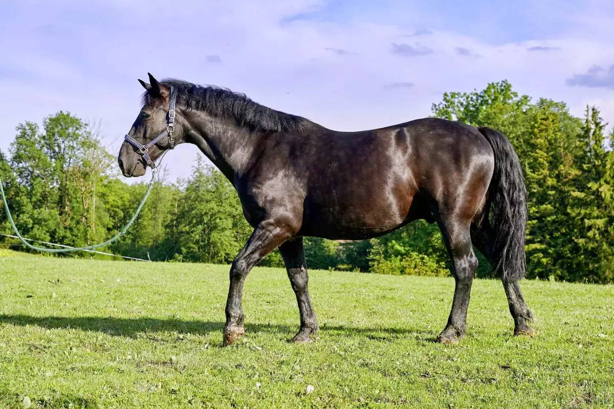 Thomahof Urlaub auf dem Bauernhof