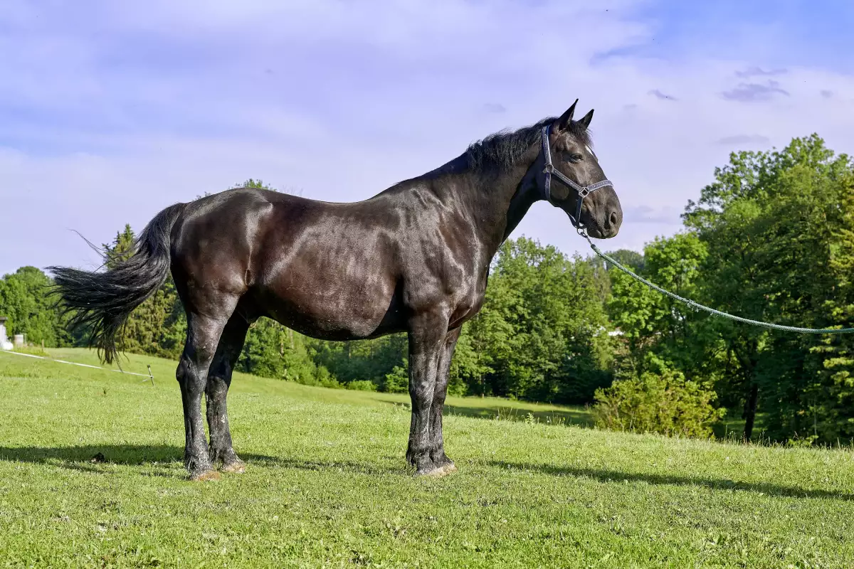 Thomahof Urlaub auf dem Bauernhof