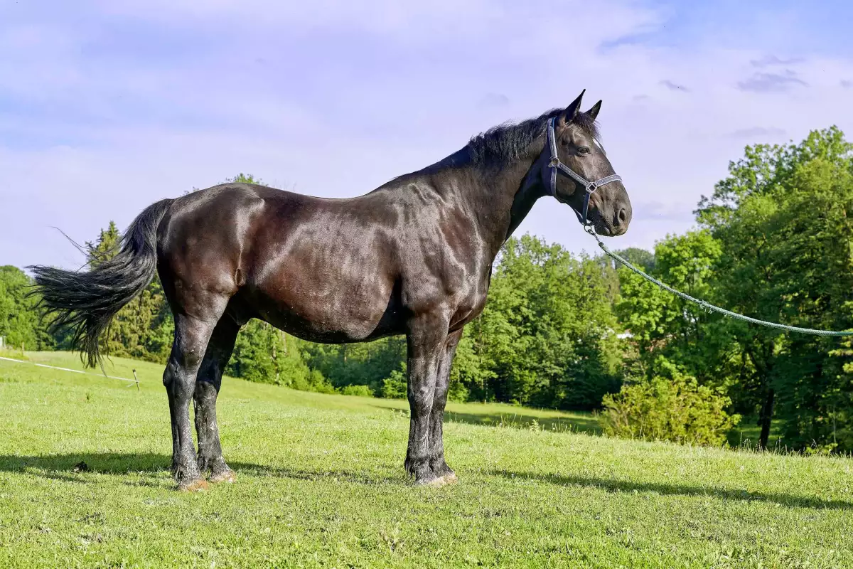 Thomahof Urlaub auf dem Bauernhof