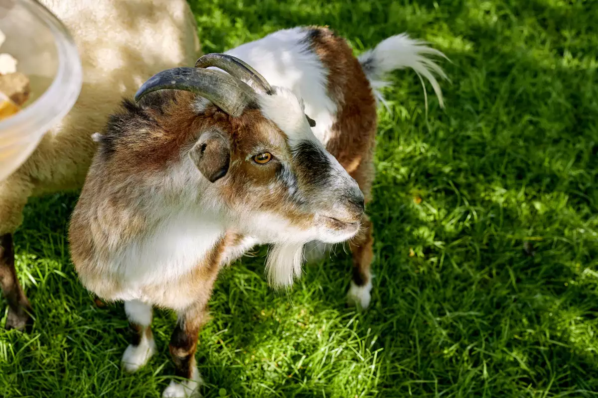 Thomahof Urlaub auf dem Bauernhof