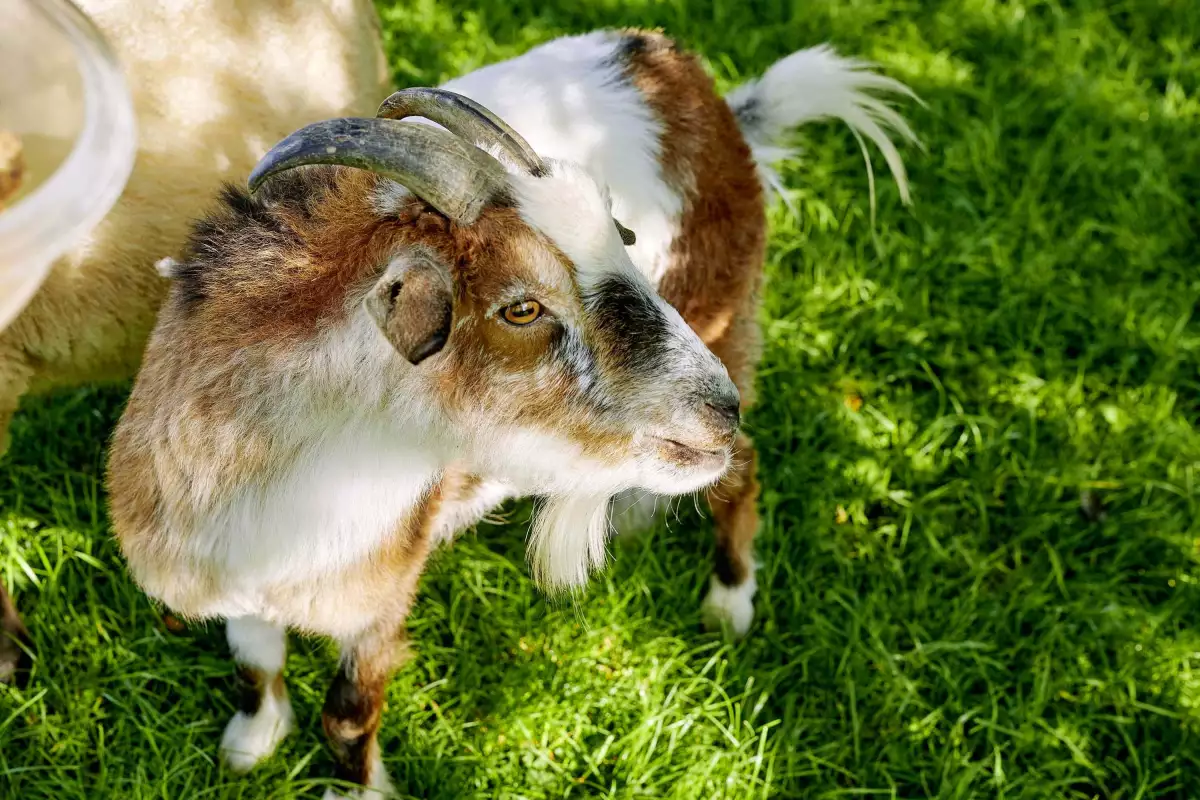Thomahof Urlaub auf dem Bauernhof