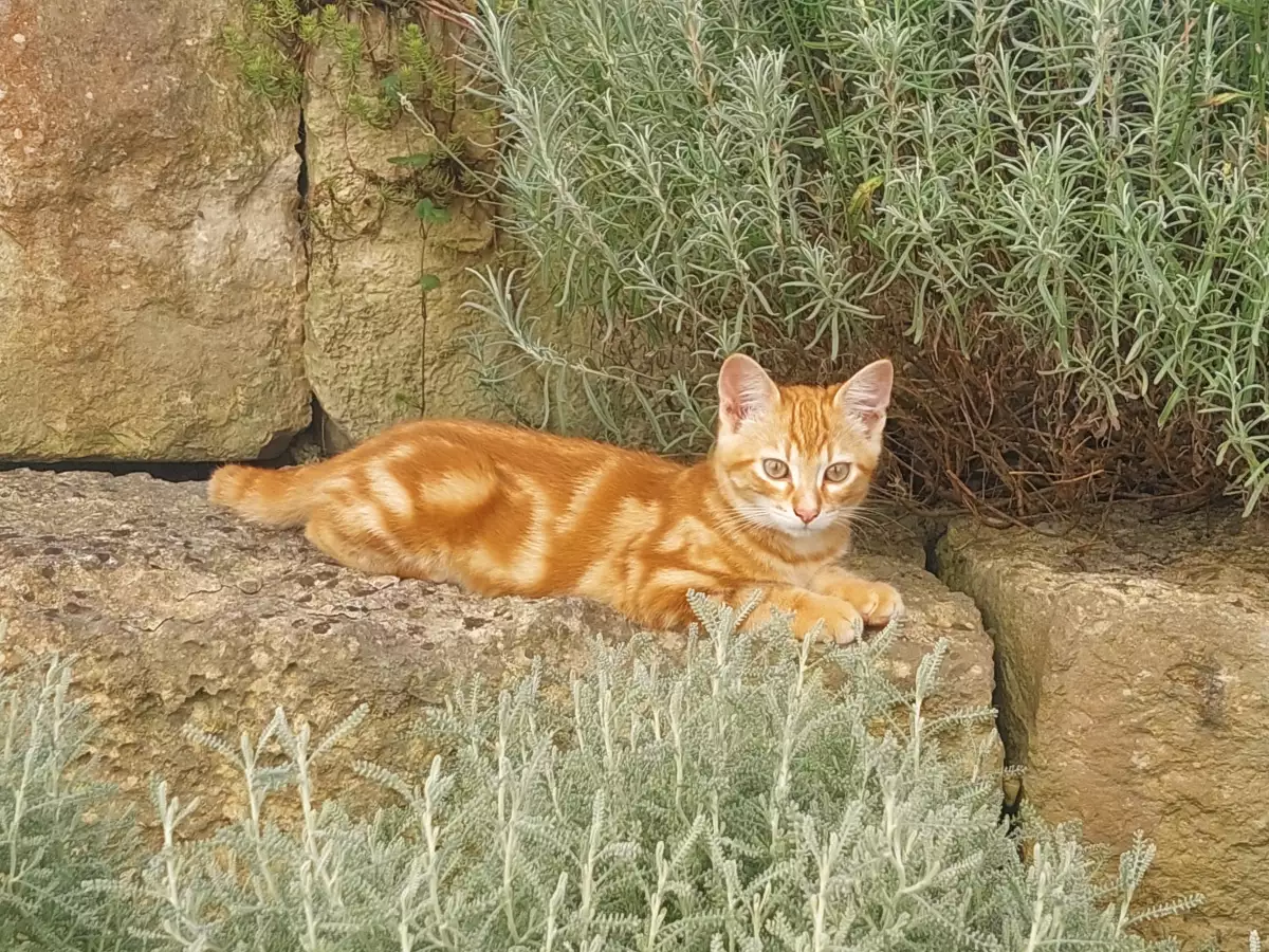 Thomahof Urlaub auf dem Bauernhof