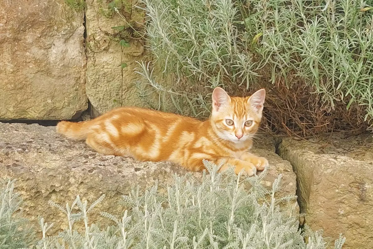 Thomahof Urlaub auf dem Bauernhof