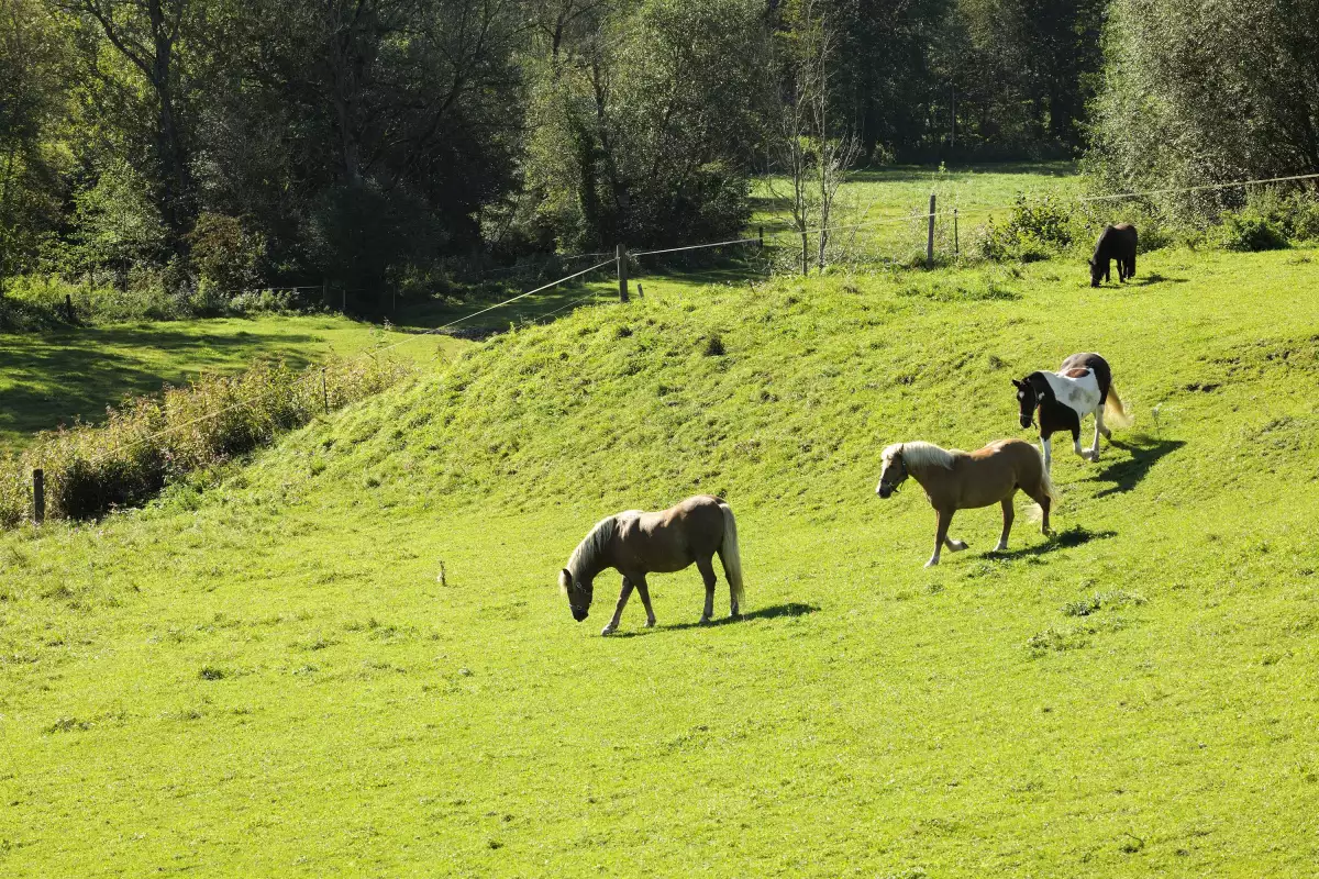 Thomahof Urlaub auf dem Bauernhof
