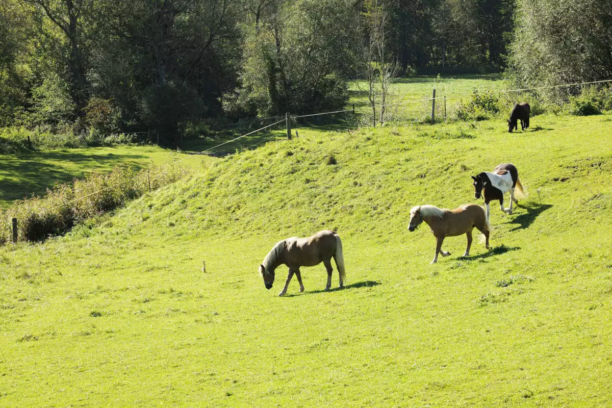 Thomahof Urlaub auf dem Bauernhof