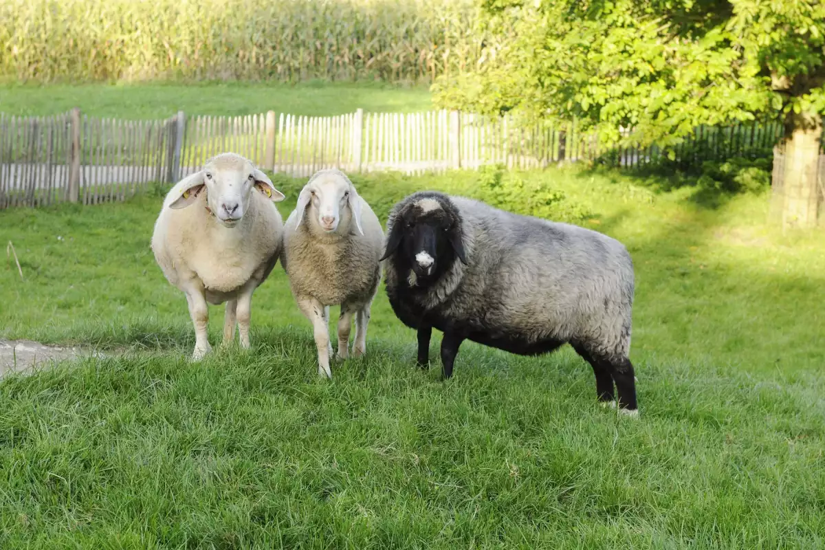 Thomahof Urlaub auf dem Bauernhof