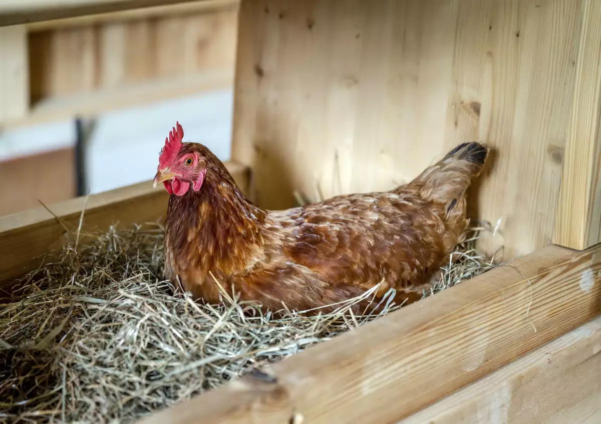 Thomahof Urlaub auf dem Bauernhof