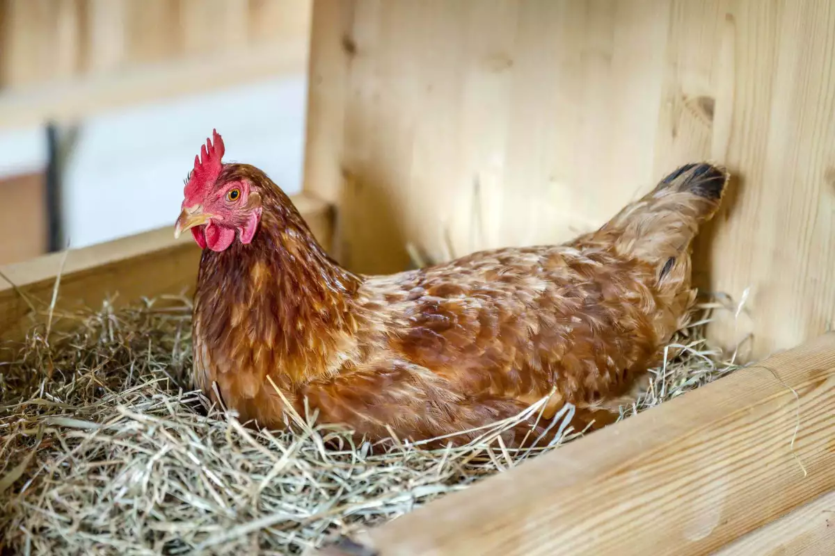 Thomahof Urlaub auf dem Bauernhof