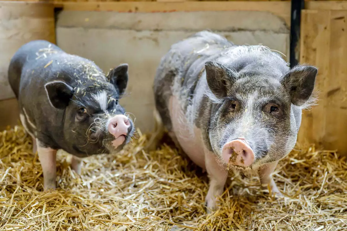 Thomahof Urlaub auf dem Bauernhof