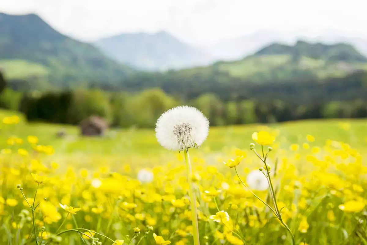 Thomahof Urlaub auf dem Bauernhof