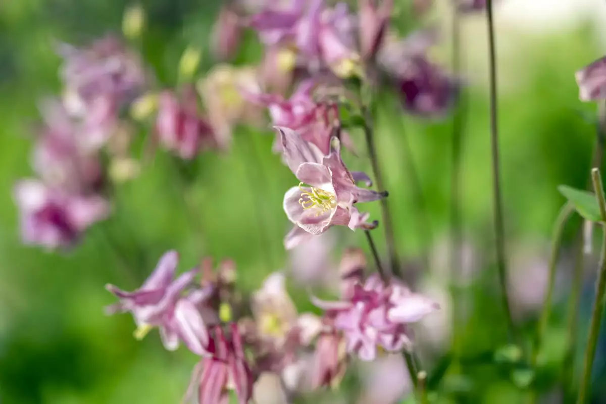 Thomahof Urlaub auf dem Bauernhof